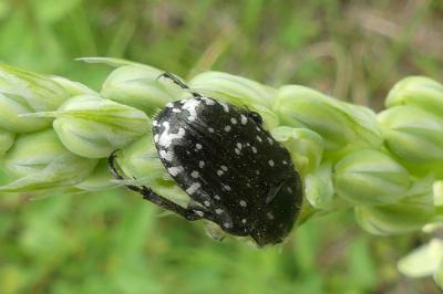 <i>Oxythyrea funesta</i>