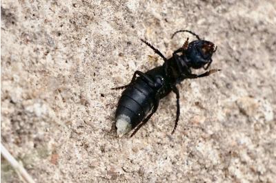 <i>Ocypus olens</i>