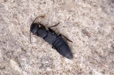 <i>Ocypus olens</i>