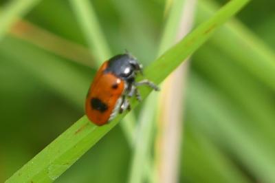 <i>Clytra laeviuscula</i>