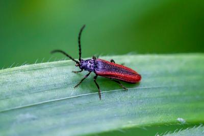 <i>Omalisus fontisbellaquei</i>