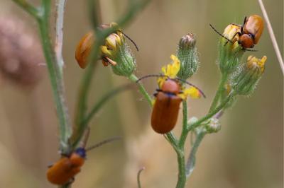 <i>Exosoma lusitanicum</i>