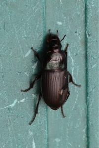 <i>Harpalus dimidiatus</i>
