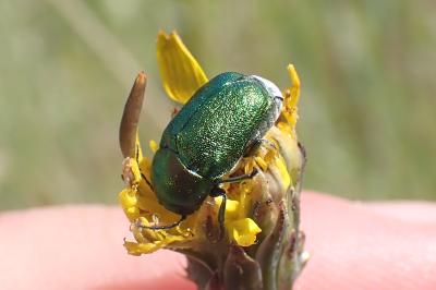 <i>Cryptocephalus</i>