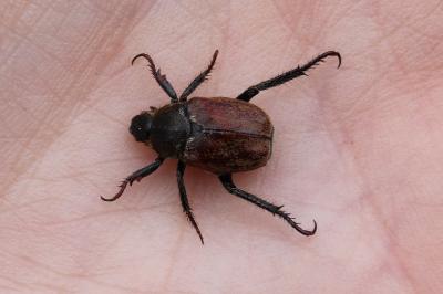 <i>Hoplia</i>
