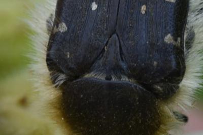 <i>Tropinota hirta</i>