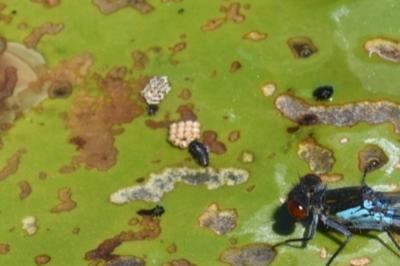 <i>Galerucella nymphaeae</i>