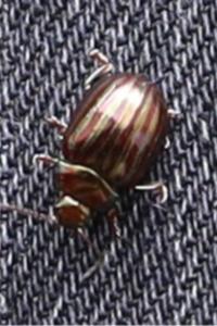 <i>Chrysolina americana</i>