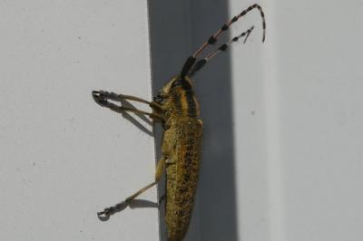 <i>Agapanthia dahli</i>