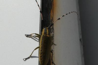 <i>Agapanthia dahli</i>