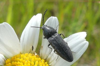 <i>Cidnopus pilosus</i>