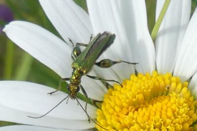 <i>Oedemera nobilis</i>