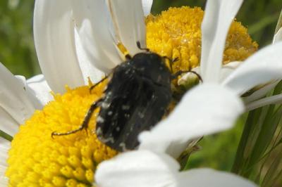 <i>Oxythyrea funesta</i>