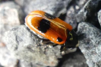 <i>Clytra laeviuscula</i>