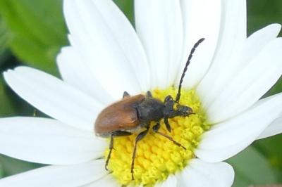 <i>Pseudovadonia livida</i>