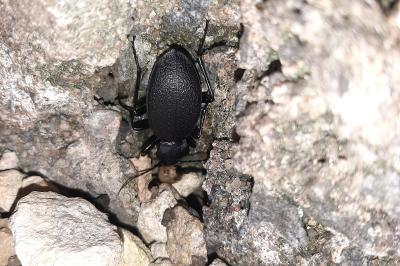 <i>Carabus coriaceus</i>