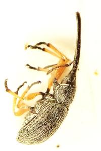 <i>Rhopalapion longirostre</i>