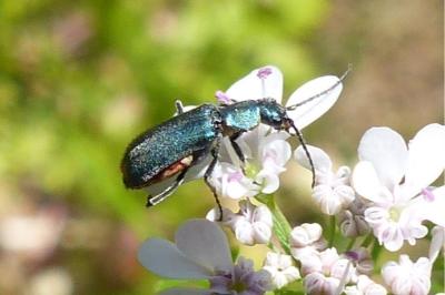 <i>Malachius</i>