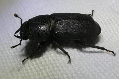 <i>Dorcus parallelipipedus</i>