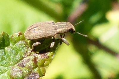 <i>Sitona</i>