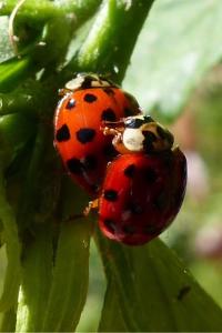 <i>Harmonia axyridis</i>