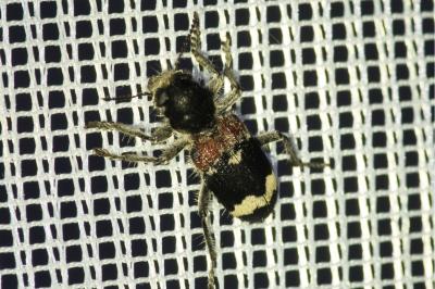 <i>Clerus mutillarius</i>