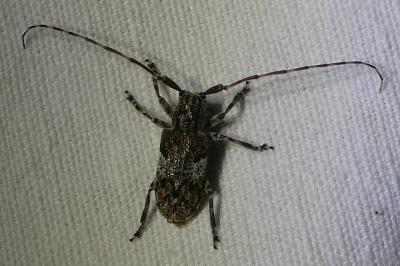 <i>Mesosa nebulosa</i>