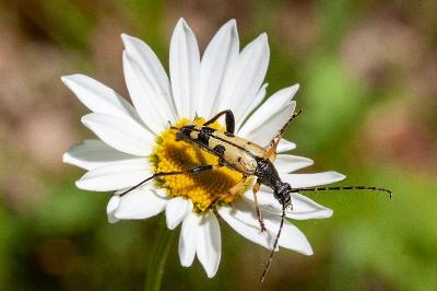 <i>Rutpela maculata</i>
