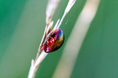 <i>Chrysolina bankii</i>