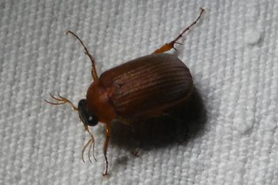 <i>Serica brunnea</i>