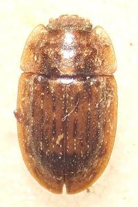 <i>Soronia grisea</i>