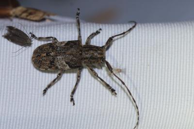 <i>Mesosa nebulosa</i>