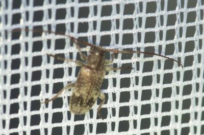 <i>Exocentrus adspersus</i>