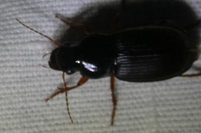<i>Pseudoophonus rufipes</i>