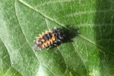 <i>Harmonia axyridis</i>