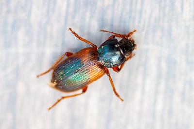 <i>Gynandromorphus etruscus</i>