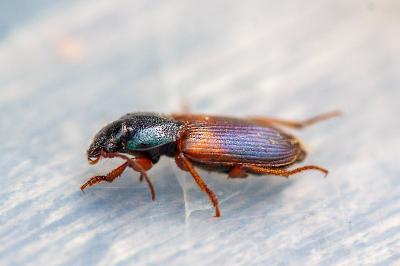 <i>Gynandromorphus etruscus</i>