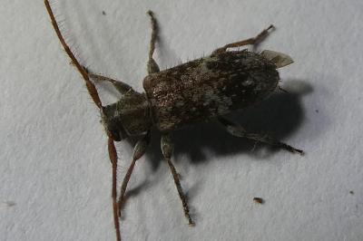 <i>Exocentrus adspersus</i>