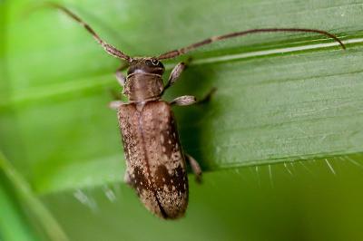<i>Exocentrus adspersus</i>