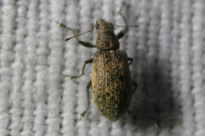 <i>Polydrusus cervinus</i>