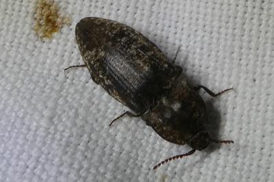<i>Agrypnus murinus</i>