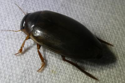 <i>Colymbetes fuscus</i>