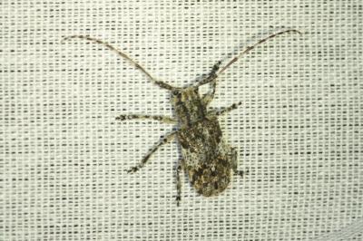 <i>Mesosa nebulosa</i>
