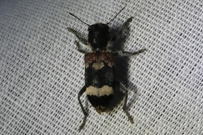 <i>Clerus mutillarius</i>