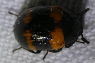 <i>Diaperis boleti</i>