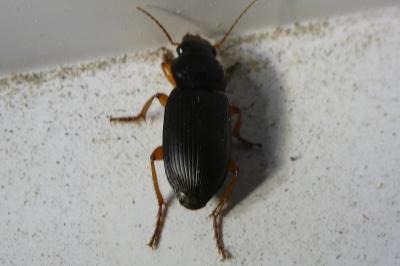 <i>Pseudoophonus rufipes</i>