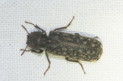 <i>Lichenophanes varius</i>