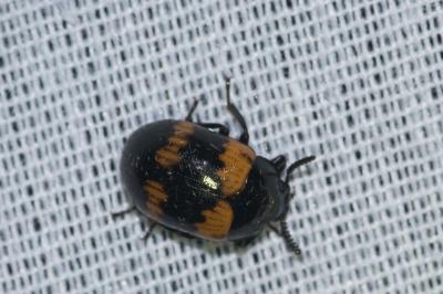 <i>Diaperis boleti</i>