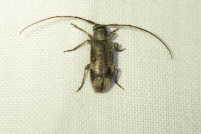 <i>Exocentrus adspersus</i>