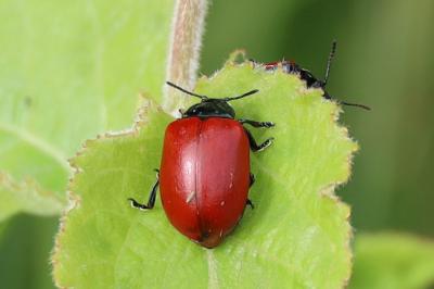 <i>Chrysomela populi</i>